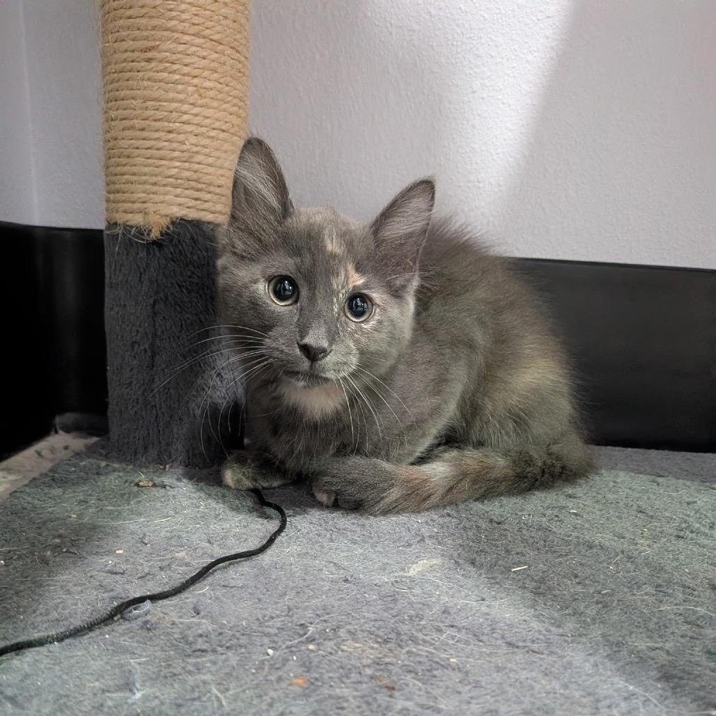 River, Adoptable, Kitten Female Domestic Medium Hair & Domestic Medium Hair.