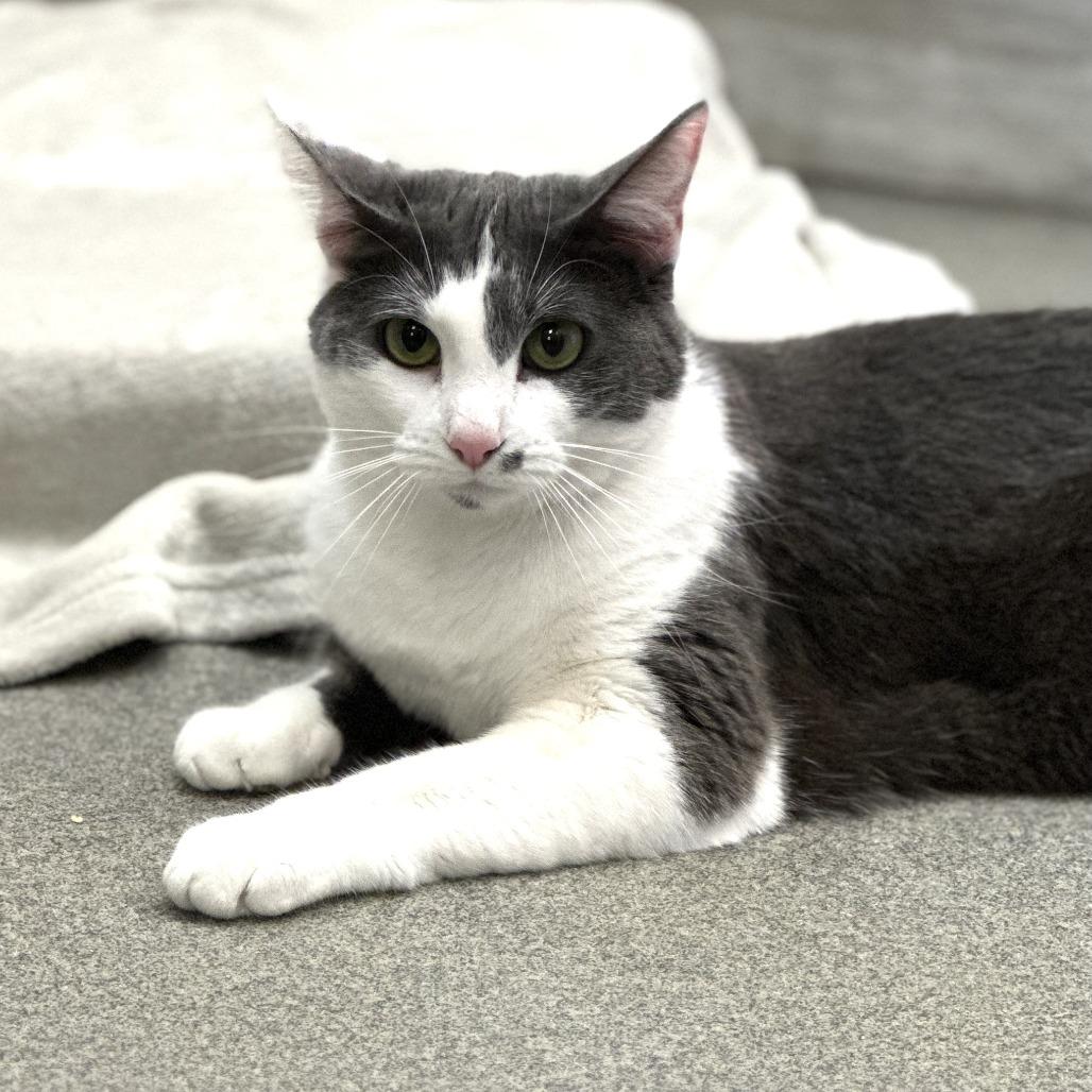 Yuna, Adoptable, Adult Female Domestic Short Hair.