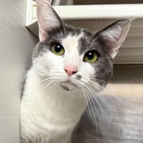 Enlarge Yuna, a Adoptable Domestic Short Hair in Concord, NH image 2/4