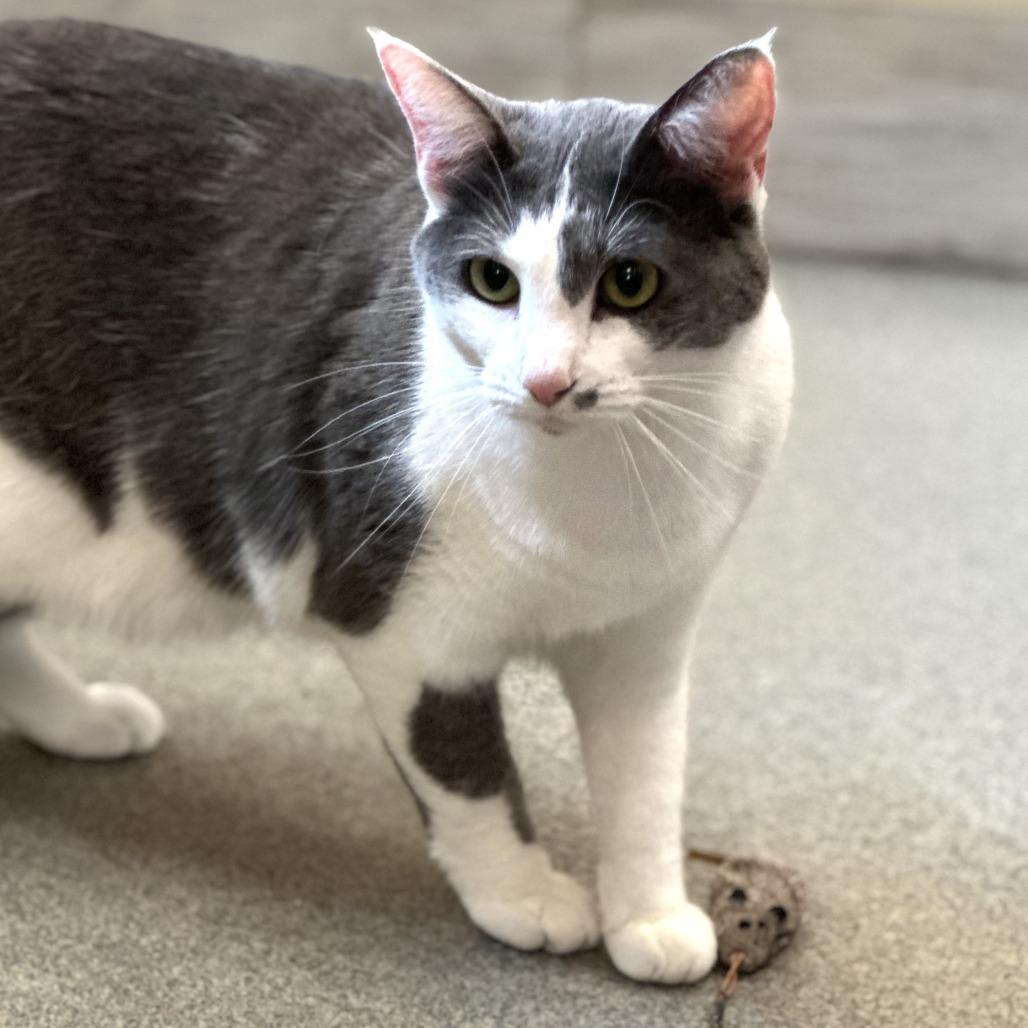 Enlarge Yuna, a Adoptable Domestic Short Hair in Concord, NH image 3/4