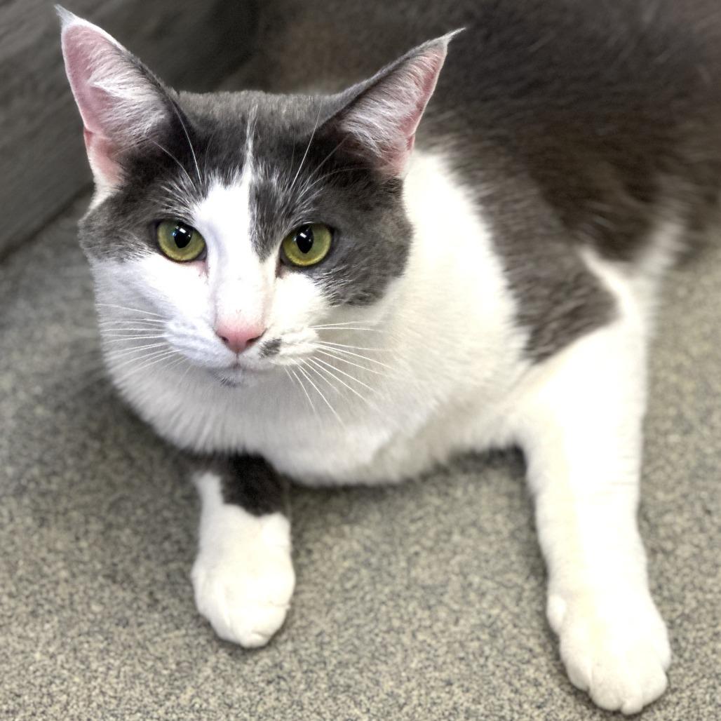 Enlarge Yuna, a Adoptable Domestic Short Hair in Concord, NH image 4/4