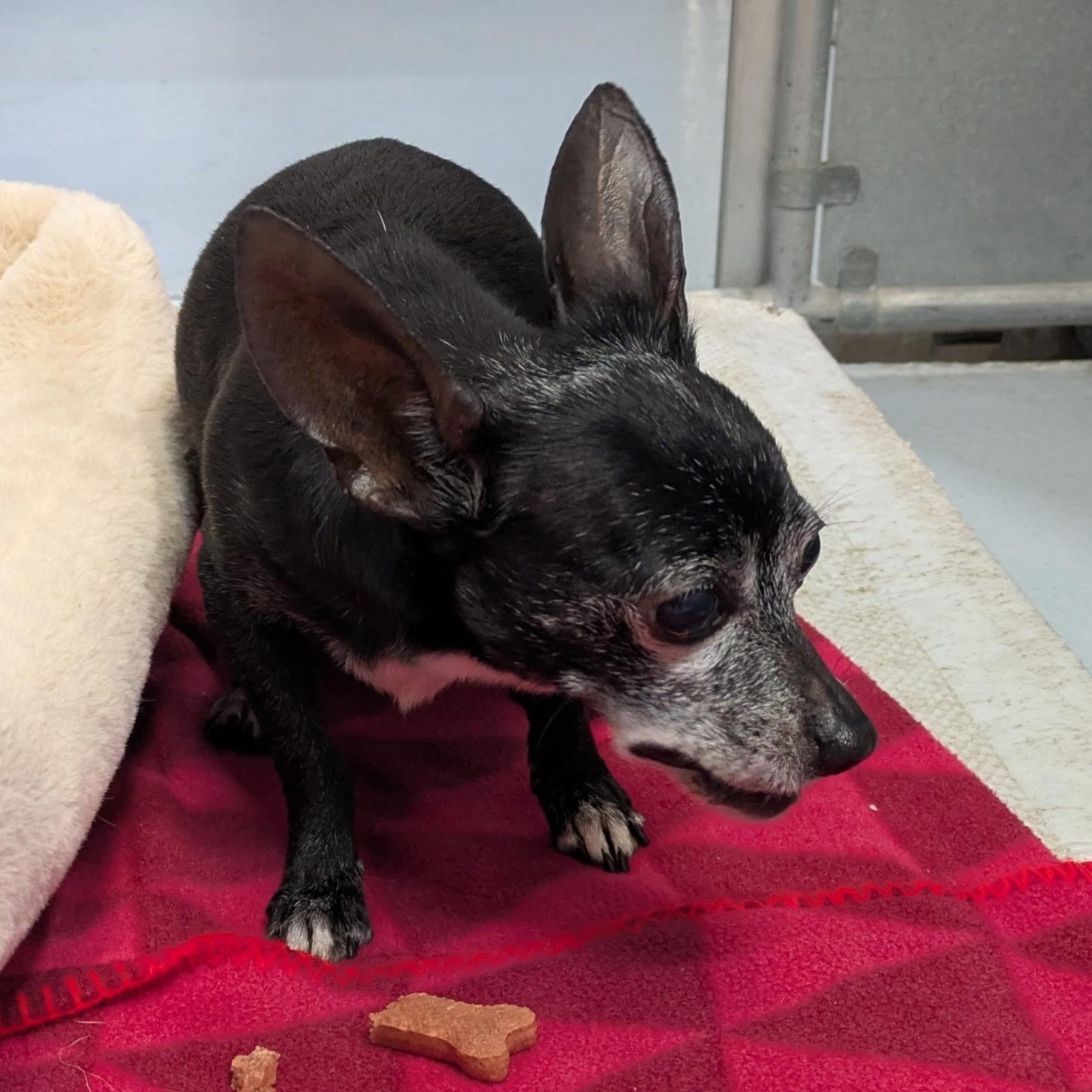 Enlarge Ruby, a Adoptable Chihuahua in West Valley, UT image 1/2