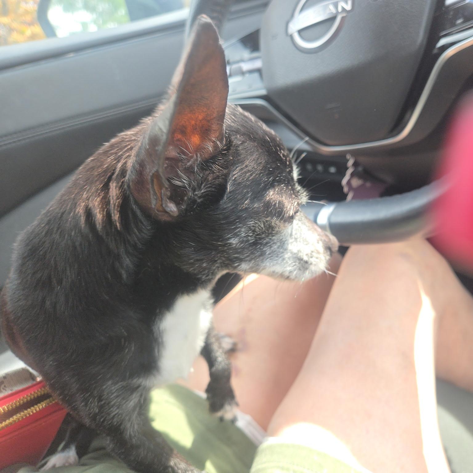 Enlarge Ruby, a Adoptable Chihuahua in West Valley, UT image 2/2