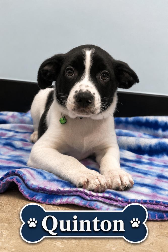 Quinton, Adoptable, Puppy Male Jack Russell Terrier & Border Collie.