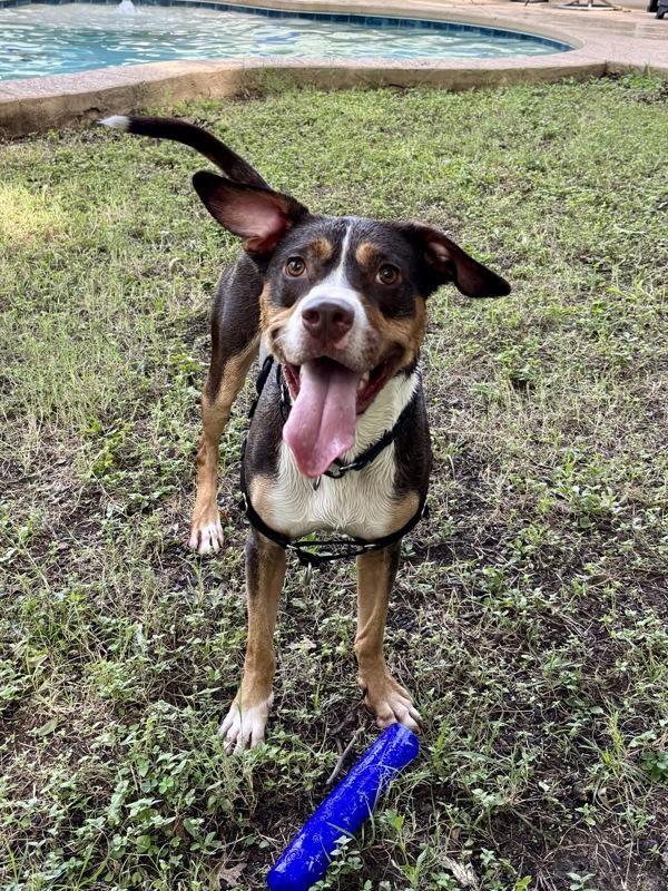 Oliver, Adoptable, Adult Male Mixed Breed & Entlebucher Mountain Dog.