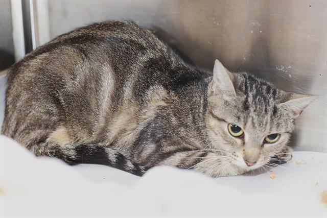 MIA, Adoptable, Adult Female Domestic Short Hair.