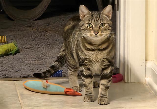 Enlarge MIA, a Adoptable Domestic Short Hair in Charlotte, NC image 1/1