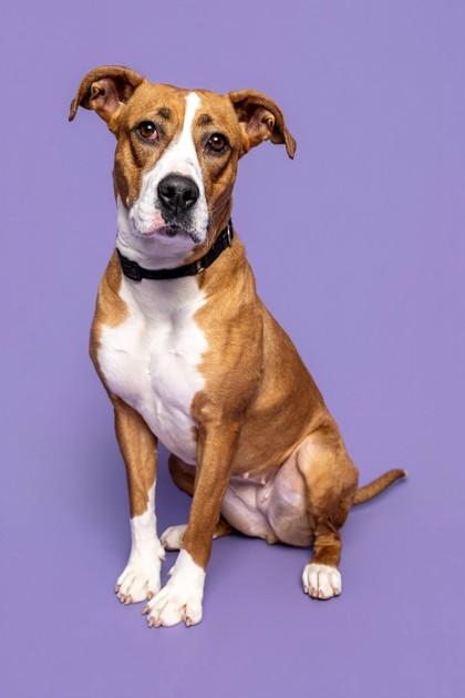 Edamame — thumbnail 2