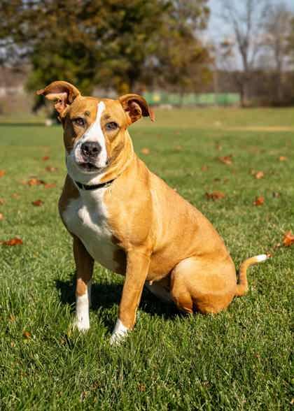 Edamame — thumbnail 3