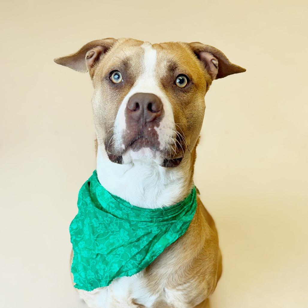 Enlarge "JEEZY", a Adoptable Pit Bull Terrier in Perkiomenville, PA image 1/6