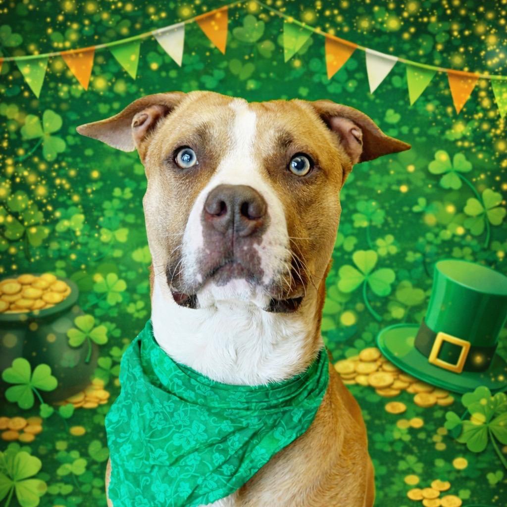 Enlarge "JEEZY", a Adoptable Pit Bull Terrier in Perkiomenville, PA image 2/6