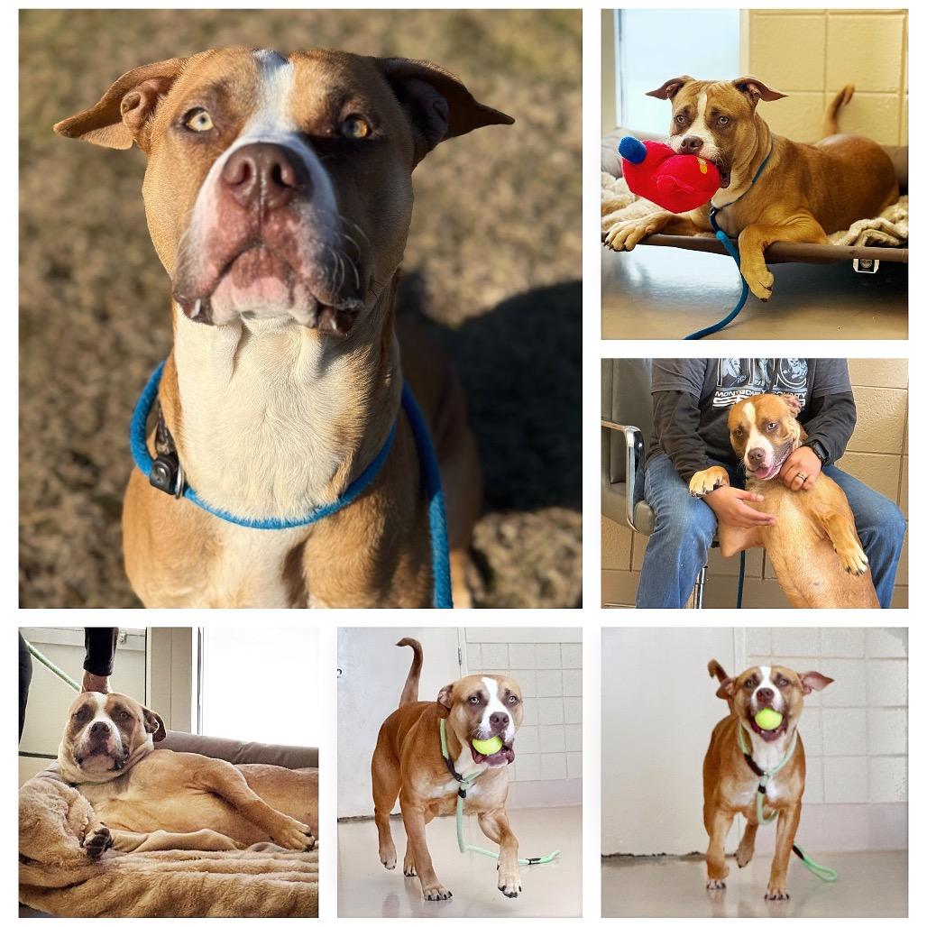 Enlarge "JEEZY", a Adoptable Pit Bull Terrier in Perkiomenville, PA image 3/6