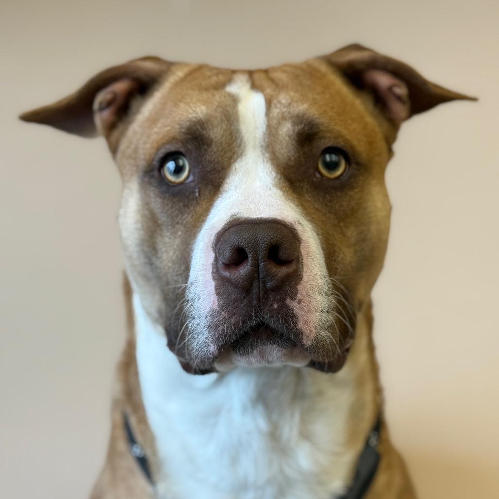 Enlarge "JEEZY", a Adoptable Pit Bull Terrier in Perkiomenville, PA image 4/6