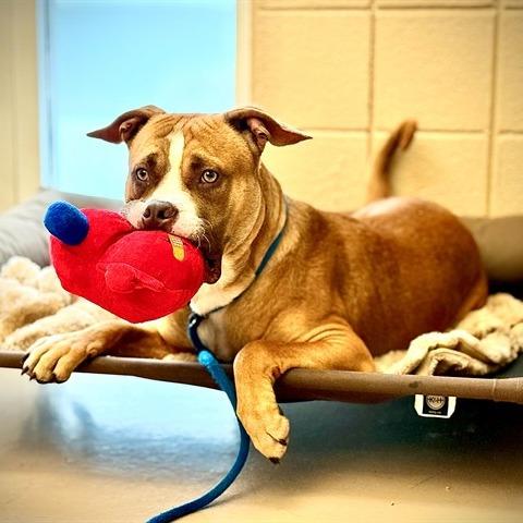 "JEEZY", Adoptable, Young Male Pit Bull Terrier.