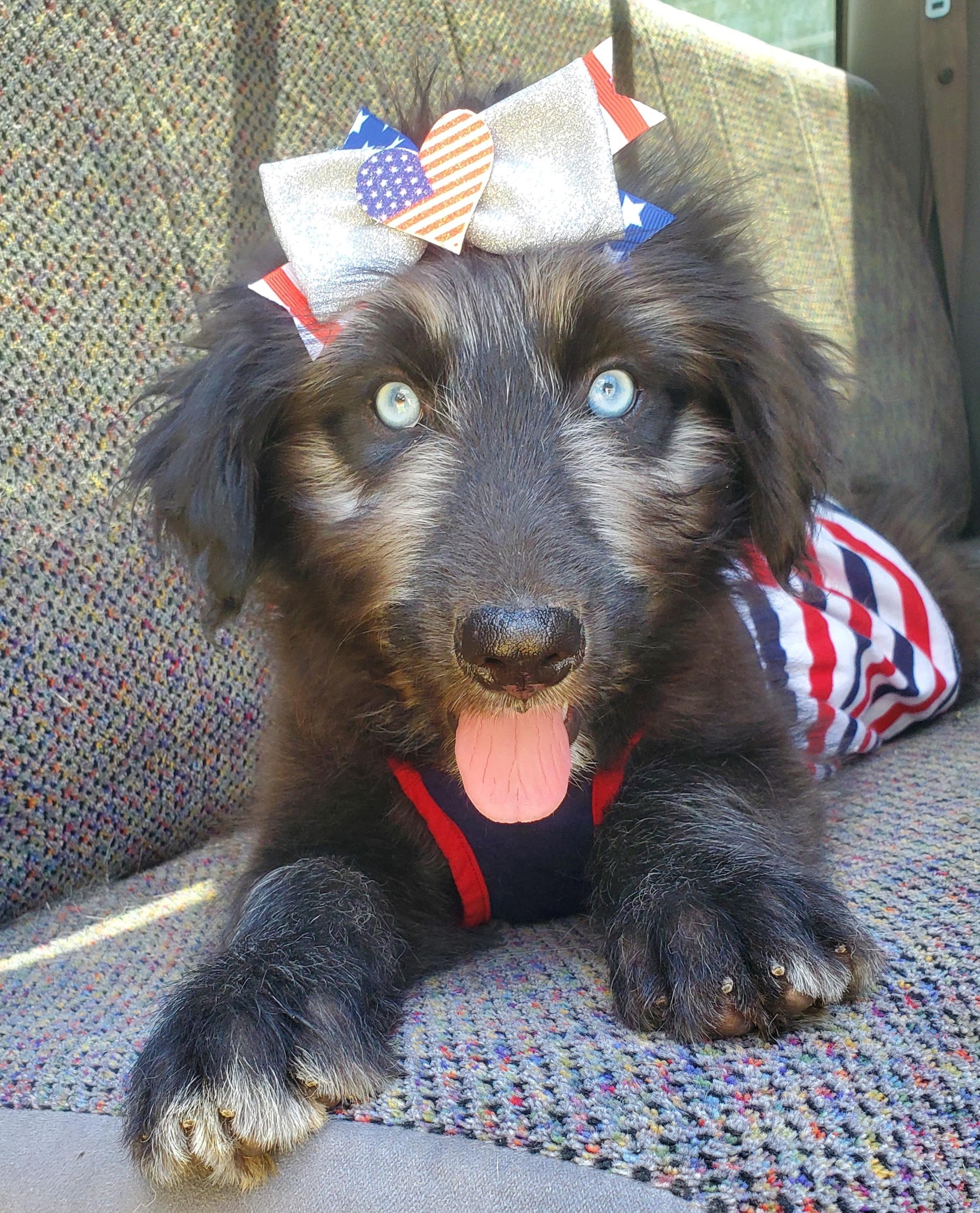 Samara, Adoptable, Puppy Female Poodle & Mixed Breed.