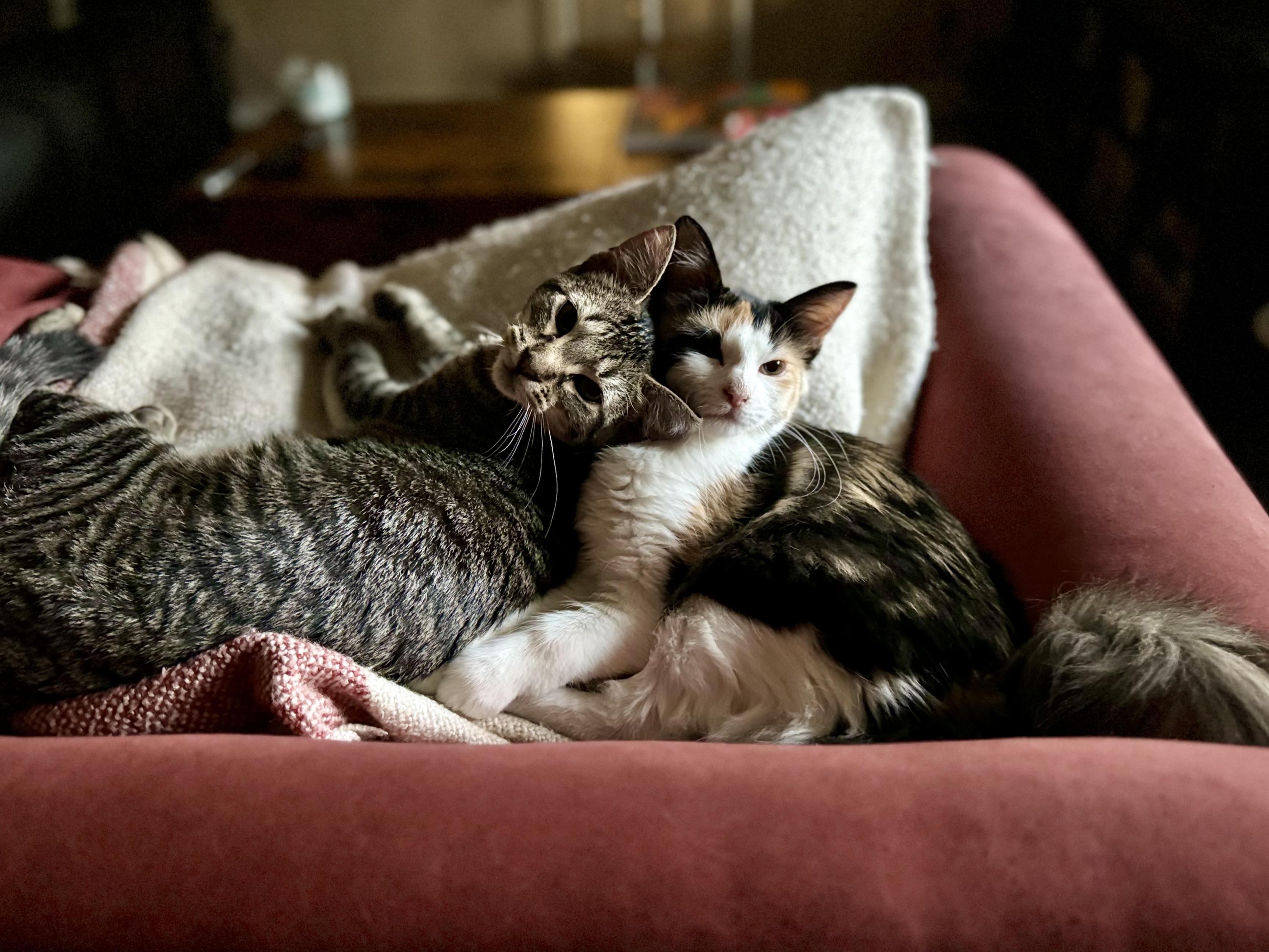 Peach + Sylvester, a Adoptable mixed breed in Atlanta, GA image 2/6