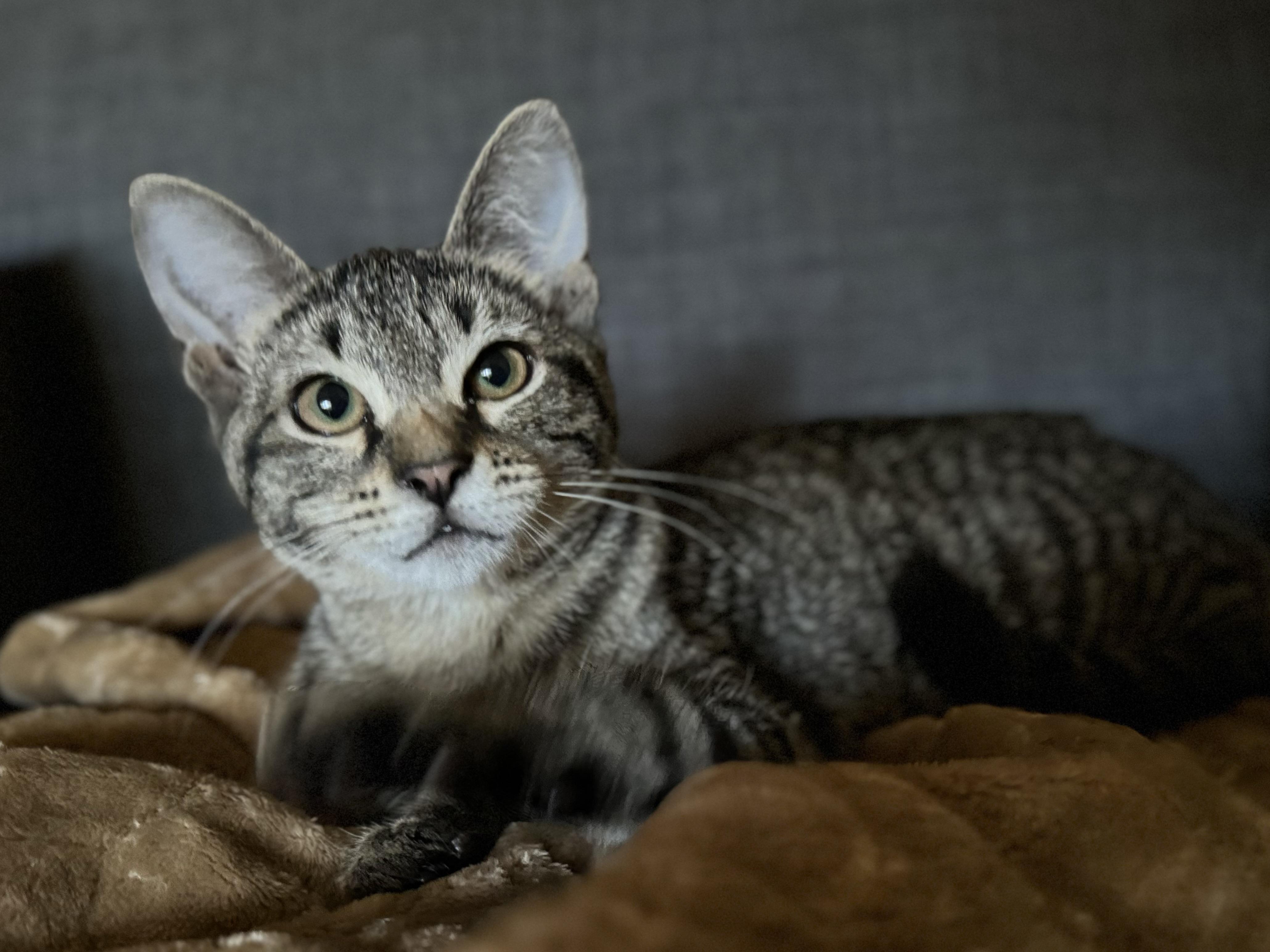 Peach + Sylvester, a Adoptable mixed breed in Atlanta, GA image 3/6