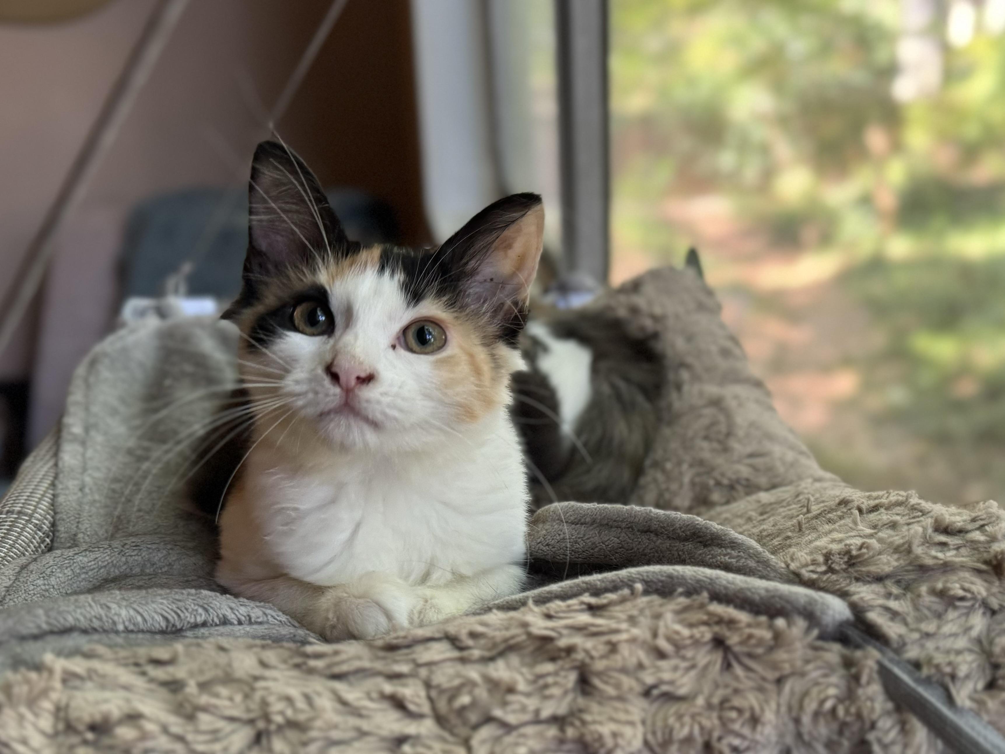 Peach + Sylvester, a Adoptable mixed breed in Atlanta, GA image 4/6