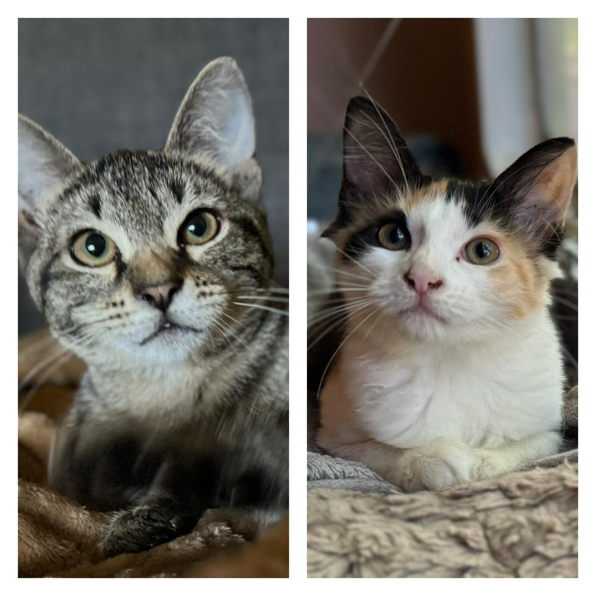 Peach + Sylvester, Adoptable, Kitten Female Maine Coon & Calico.