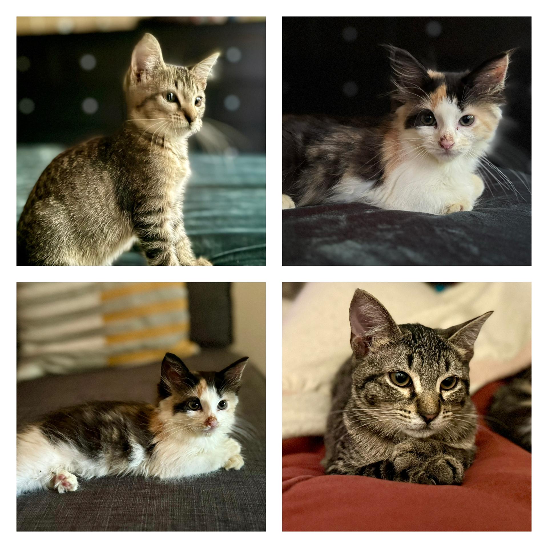 Peach + Sylvester, a Adoptable mixed breed in Atlanta, GA image 6/6