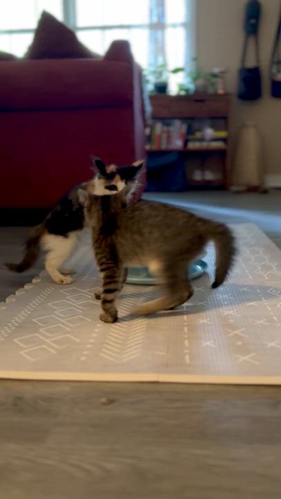 Enlarge Peach + Sylvester, a Adoptable mixed breed in Atlanta, GA video 5/6