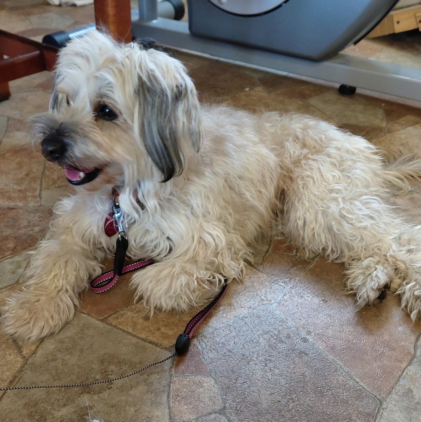 Pupsi, adopted, Adult Male Lhasa Apso.