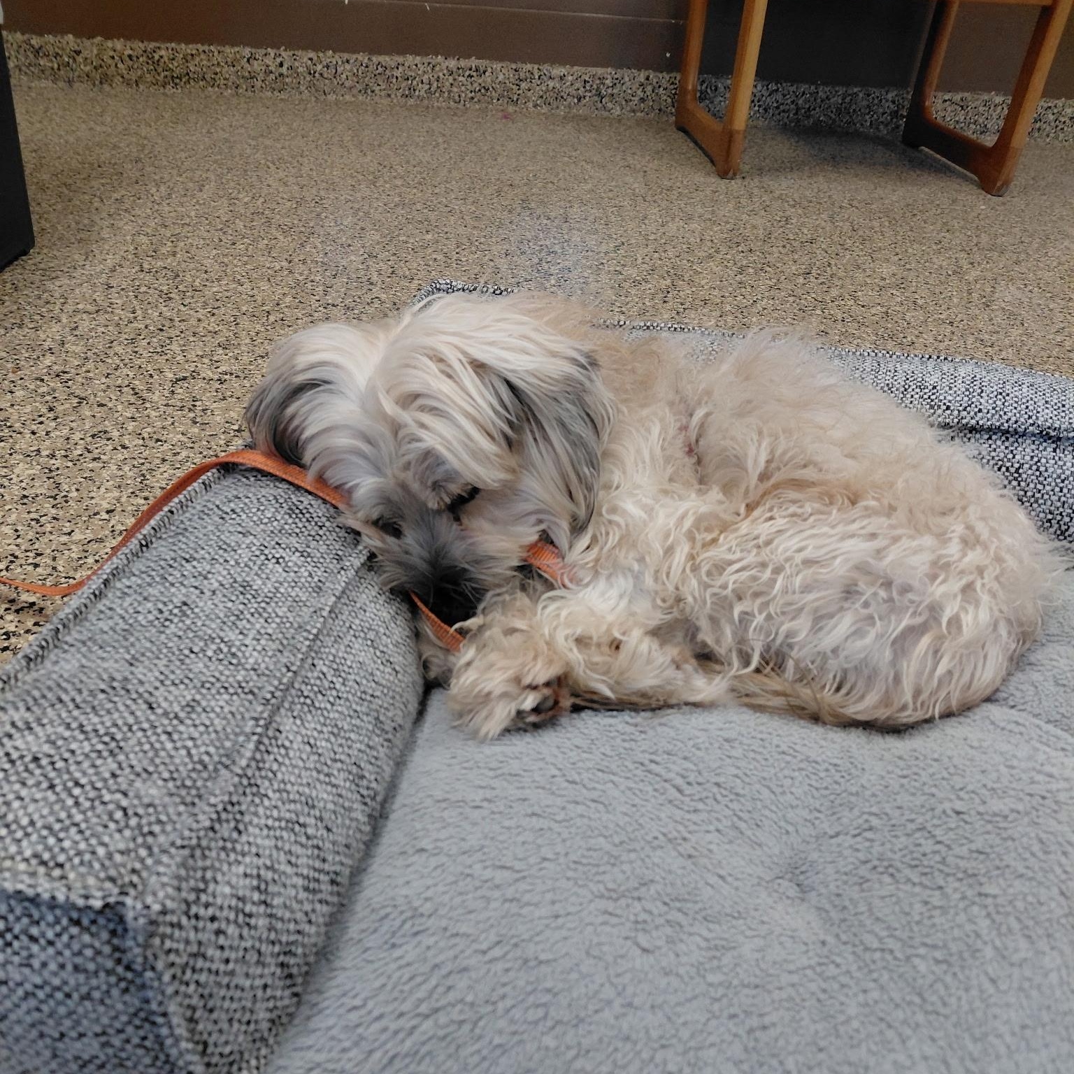 Enlarge Pupsi, an adopted mixed breed in Fairmont, MN image 2/2