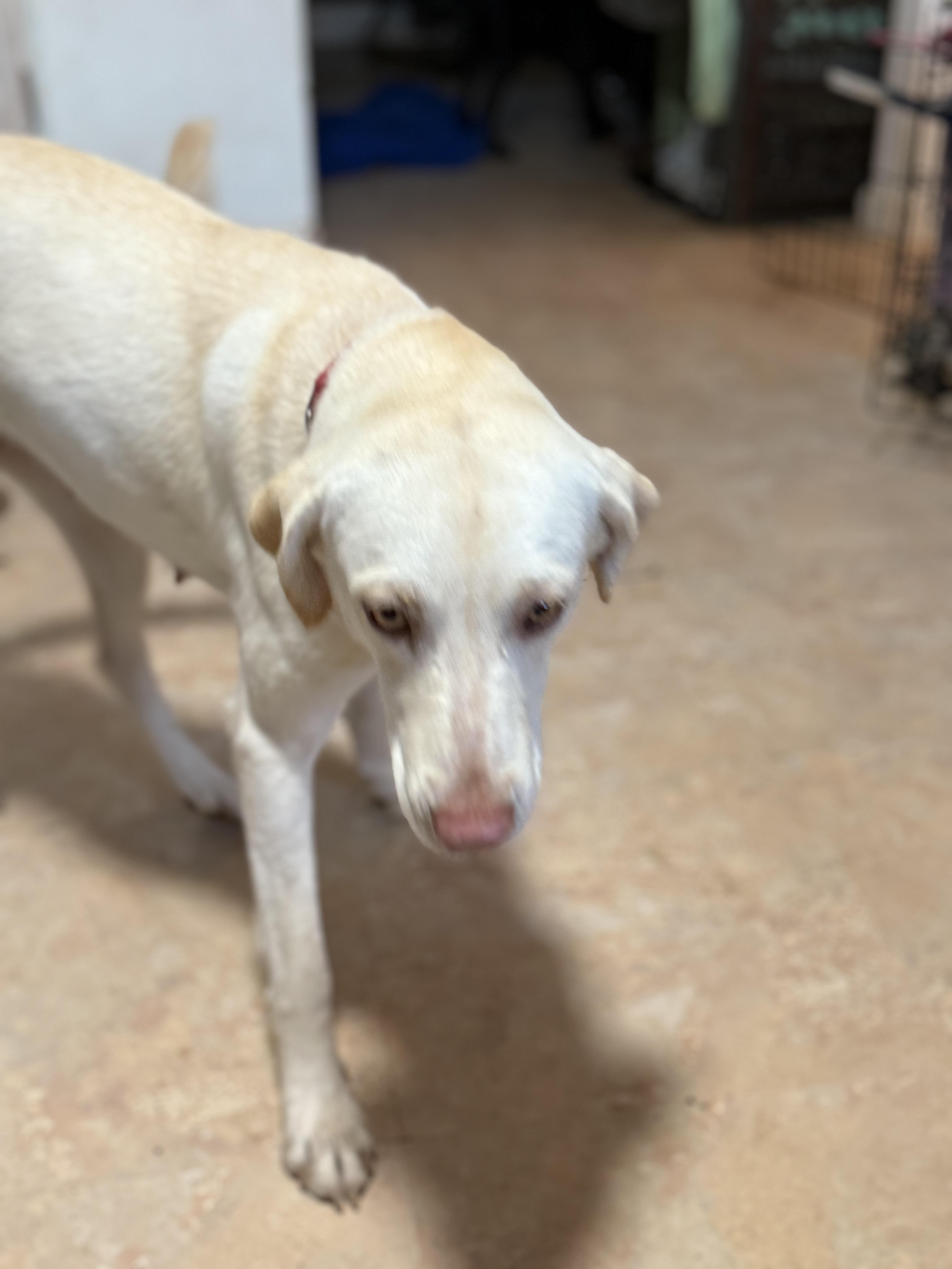 Enlarge Priscilla, an adopted Yellow Labrador Retriever in Pleasant Valley, NY image 3/3