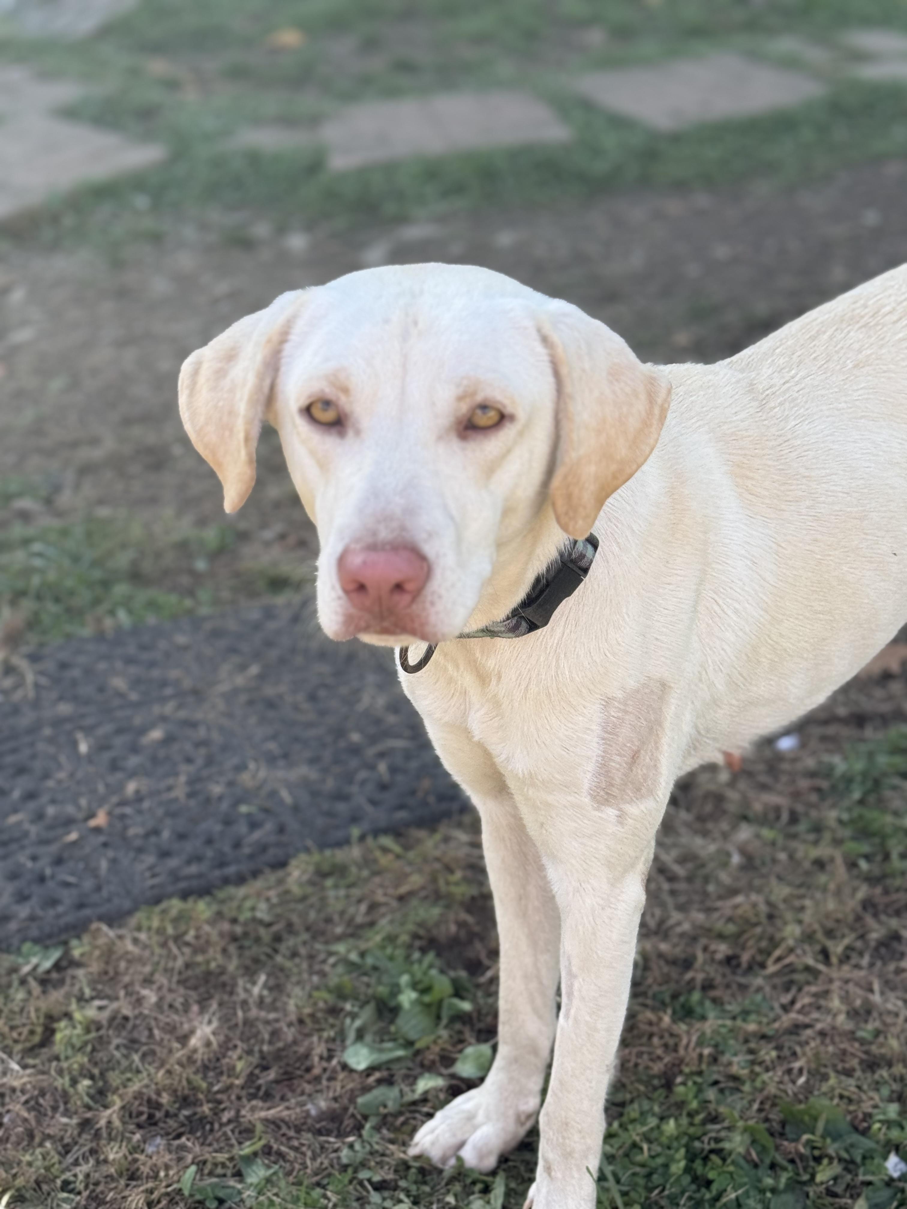Priscilla, Adoptable, Adult Female Yellow Labrador Retriever.