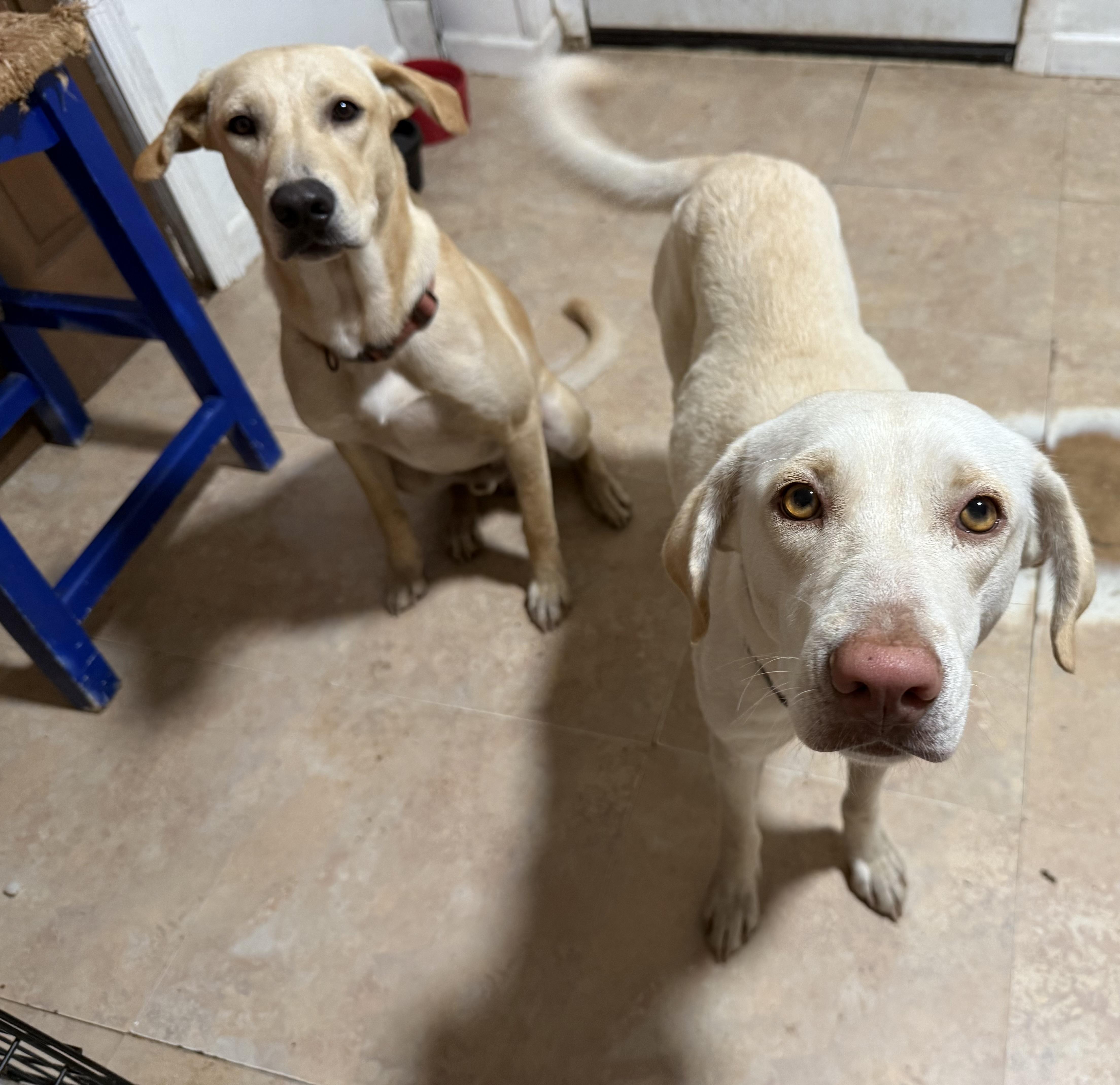 Enlarge Priscilla, an adopted Yellow Labrador Retriever in Pleasant Valley, NY image 2/3