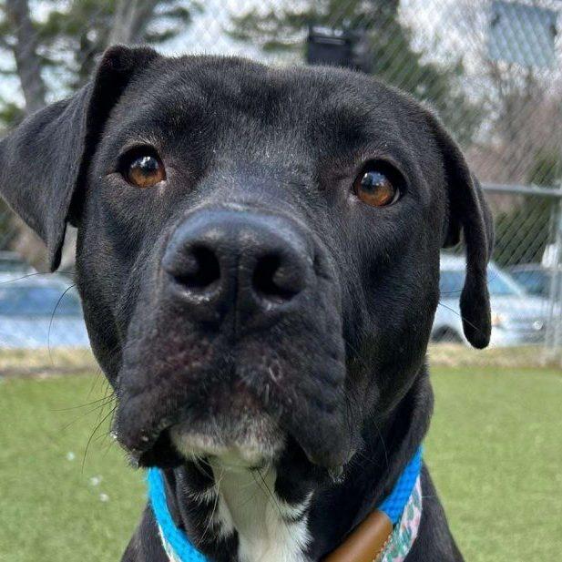 Nani *Sponsored by the Philadelphia Eagles*, Young Female Mixed Breed