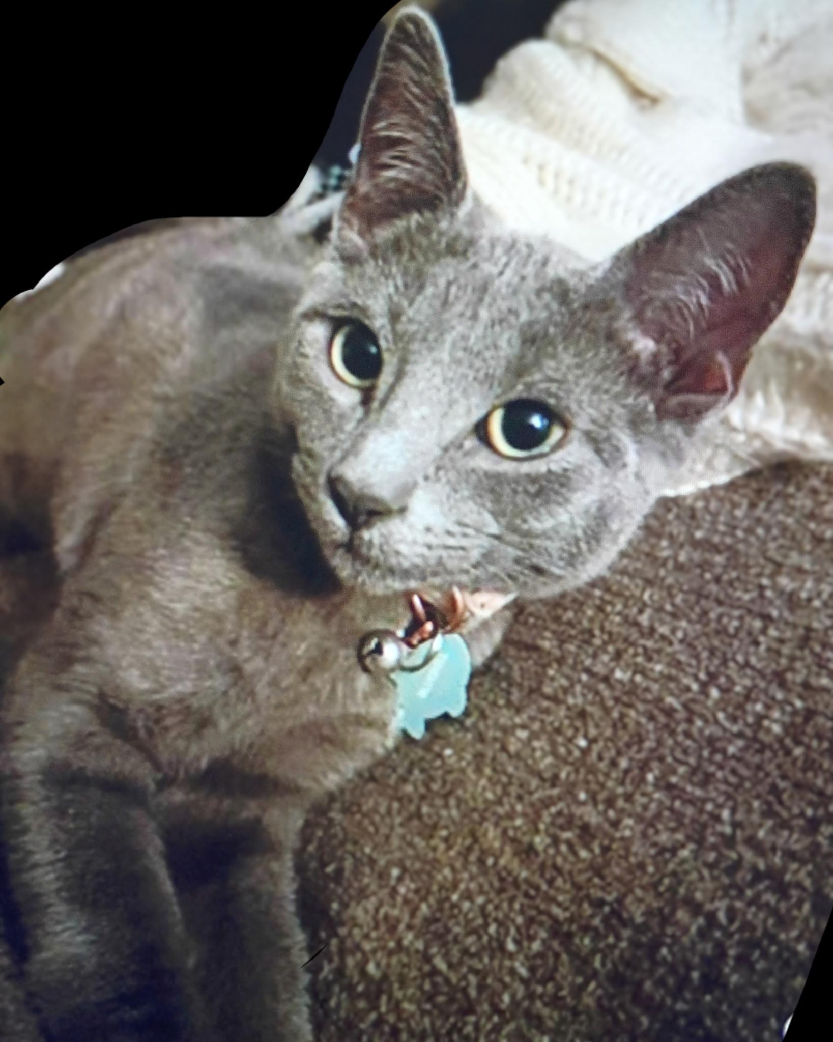 Baby Bluebell thumbnail 2