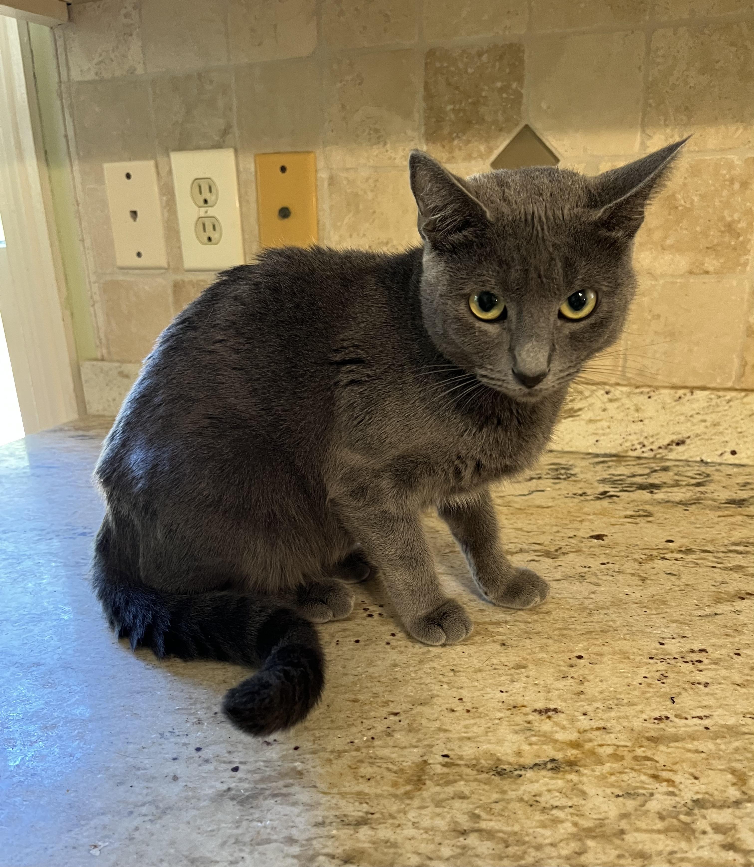 Baby Bluebell thumbnail 4