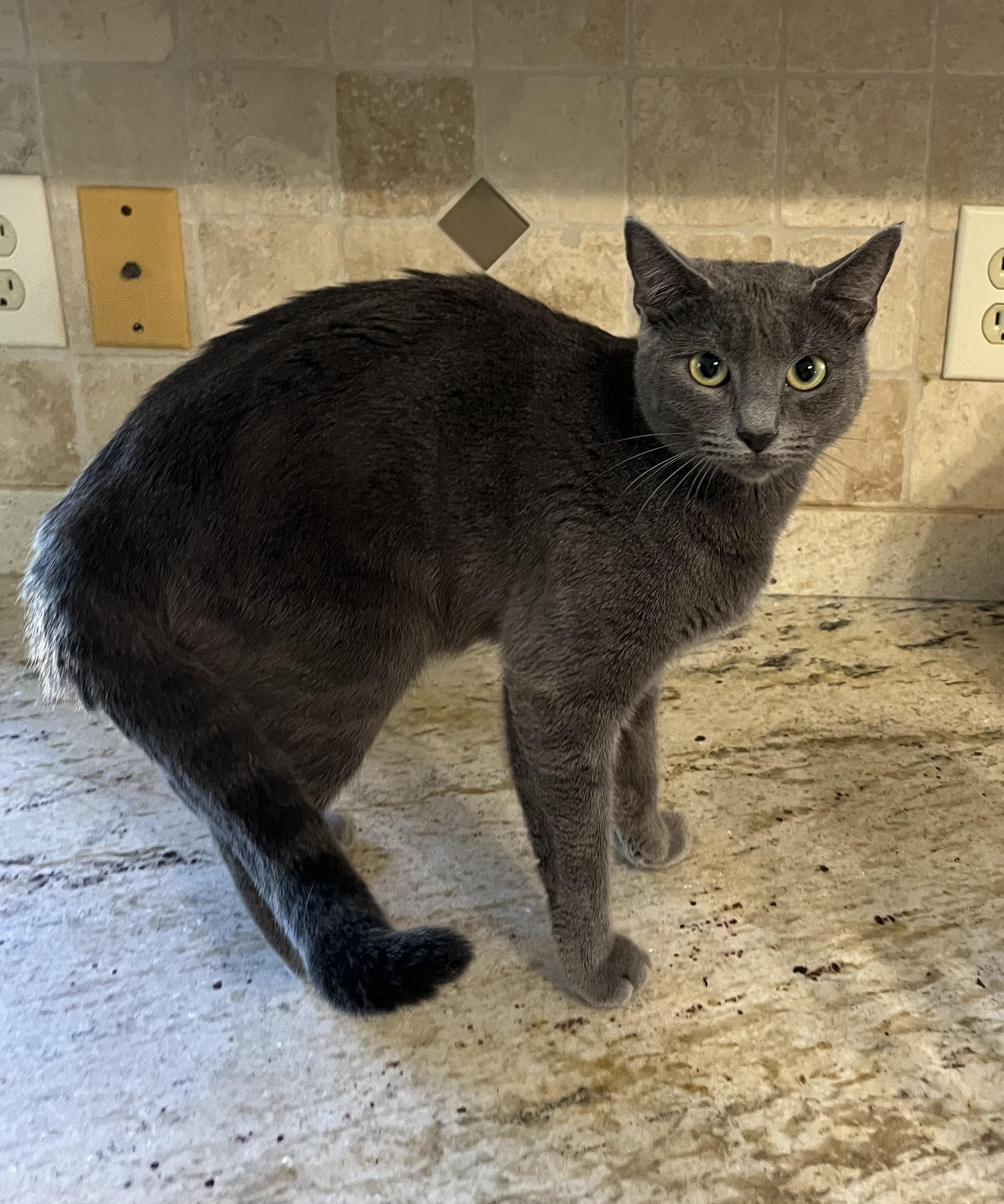 Baby Bluebell thumbnail 3