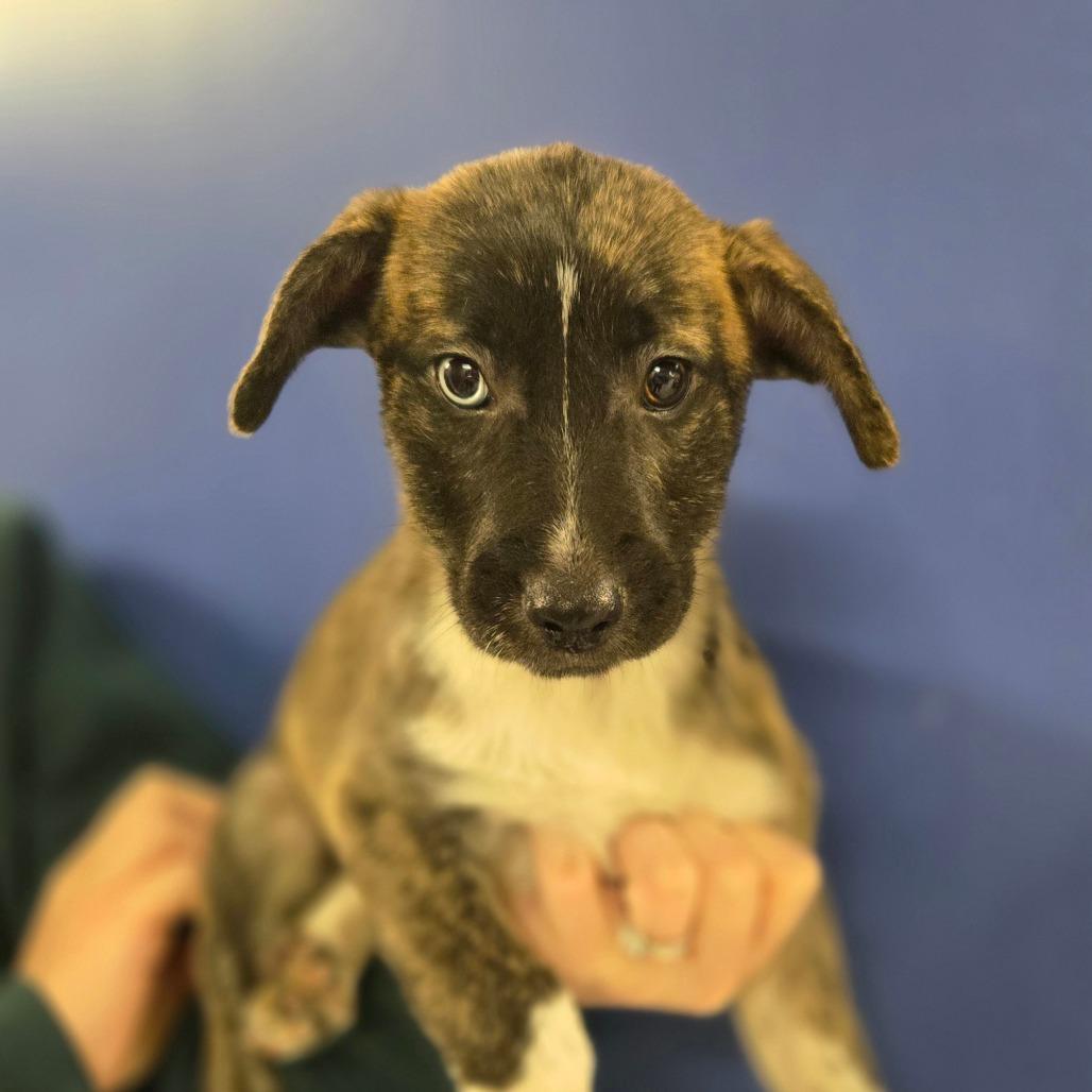 CT Bellatrix, Adoptable, Puppy Female Catahoula Leopard Dog.