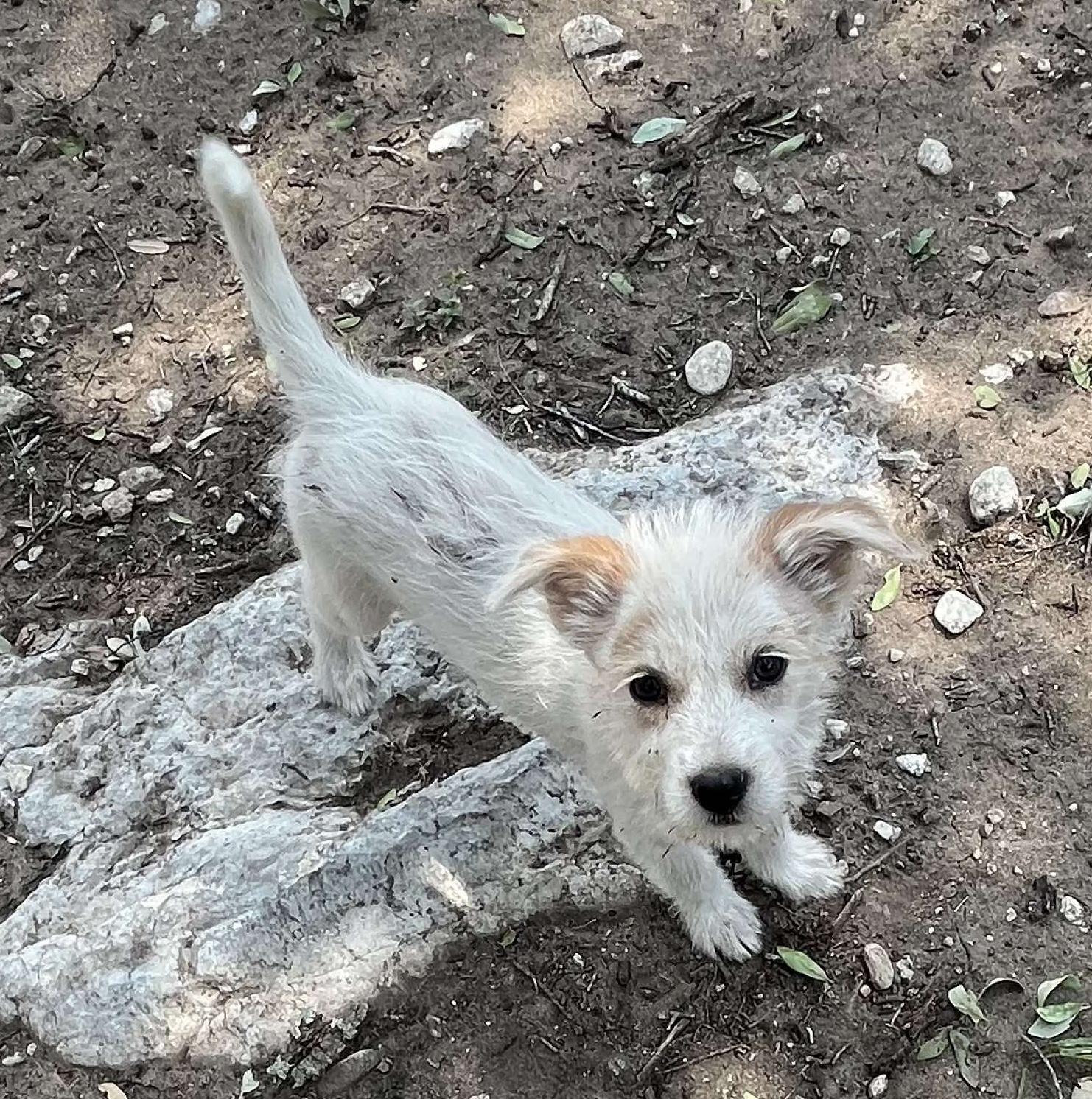 Harper