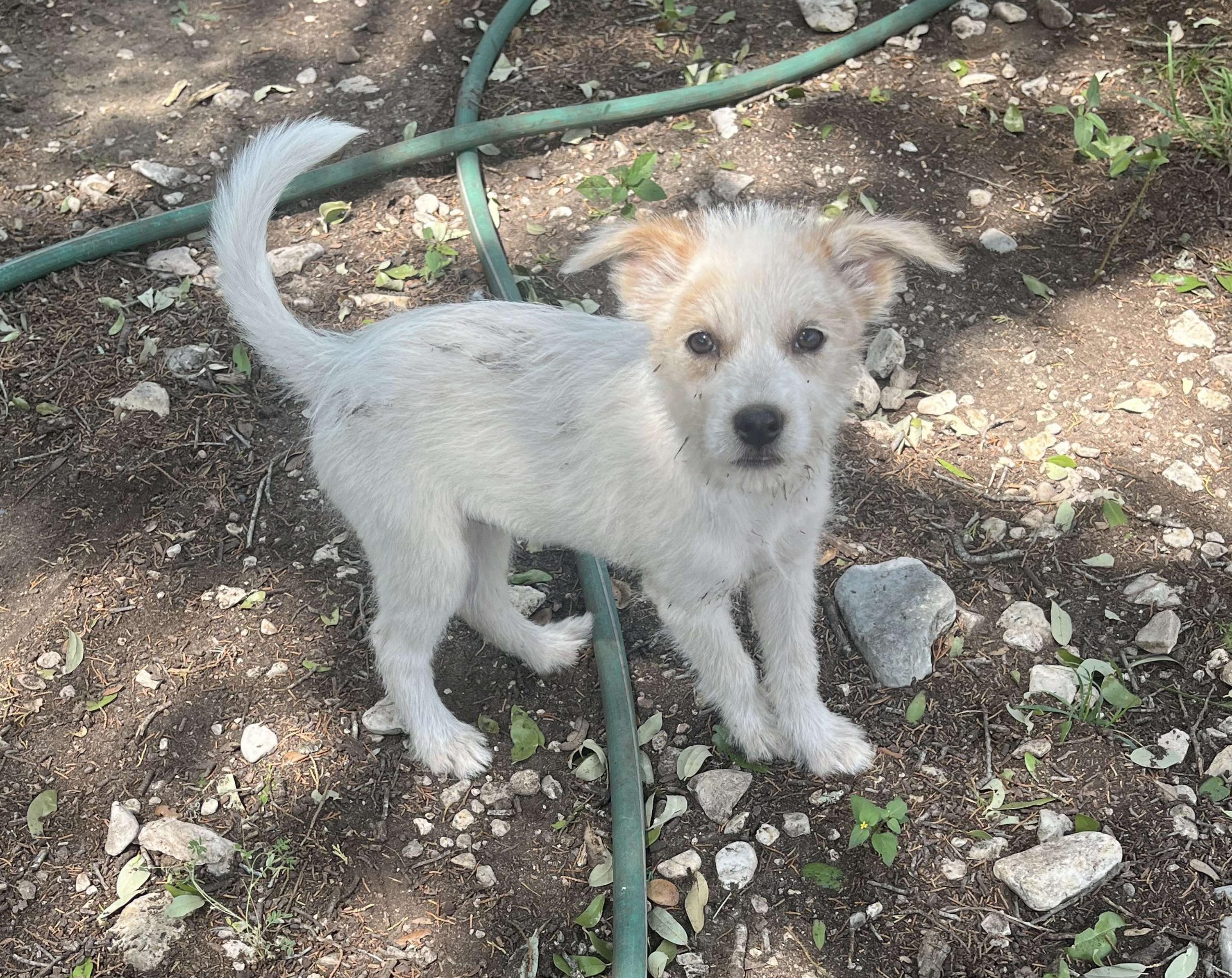 Harper