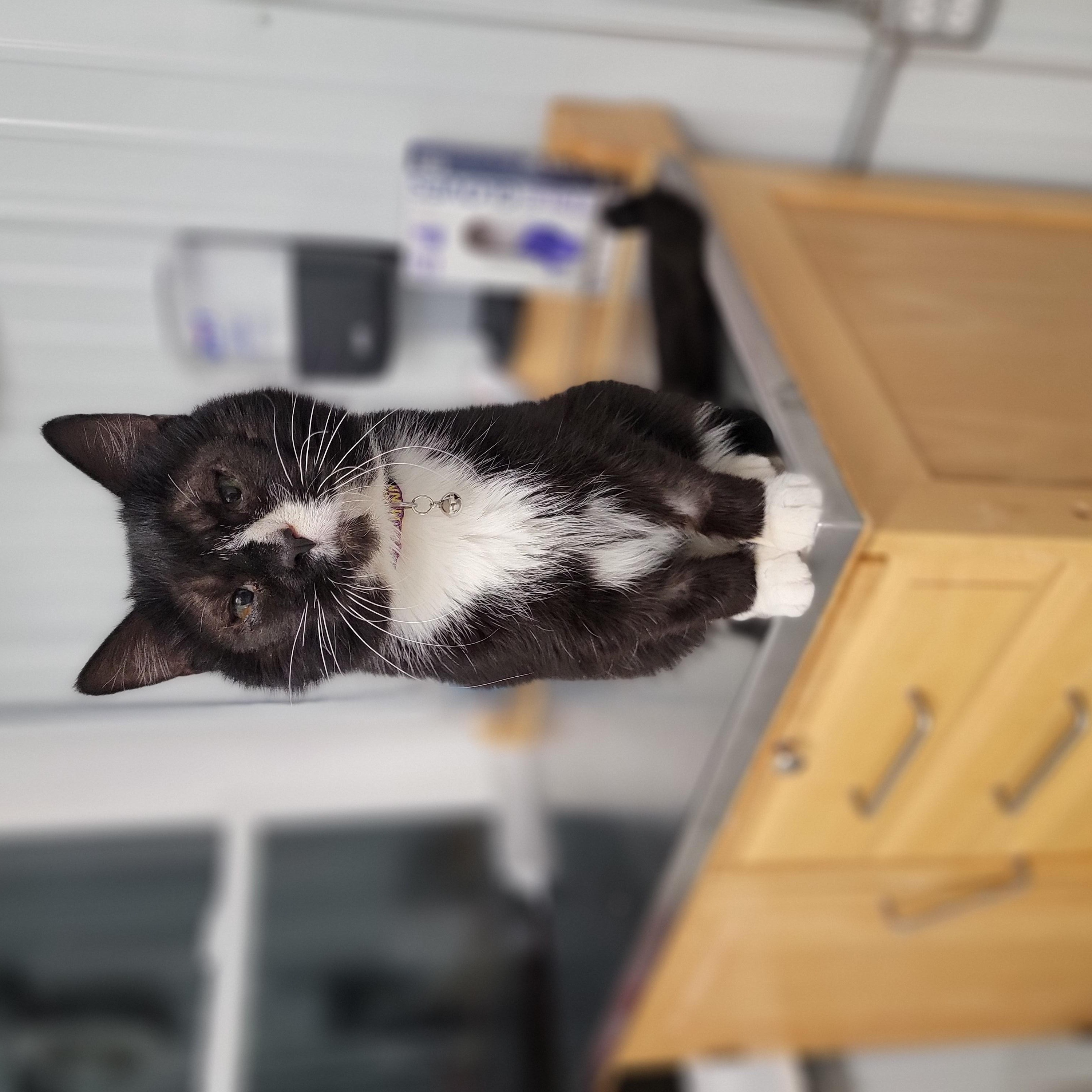 Old Man George, ADOPTABLE, Senior Male Domestic Short Hair.