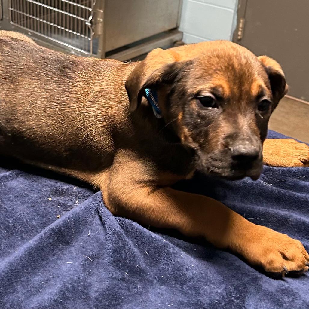 Enlarge Cash, a Adopted Boxer in Salem, WV image 1/1