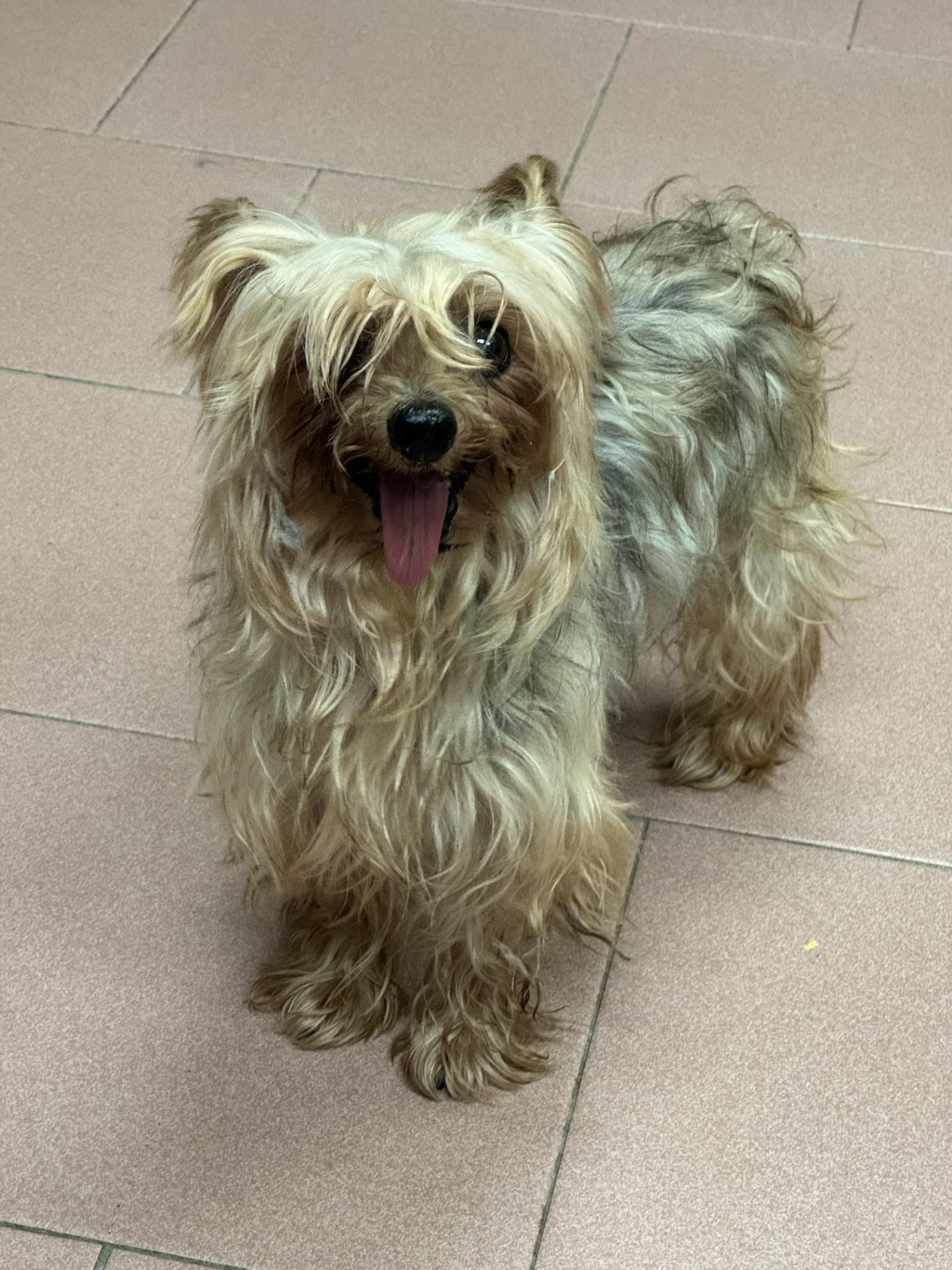 Enlarge Chloe Belle, a ADOPTABLE Silky Terrier in West Haven, CT image 1/1