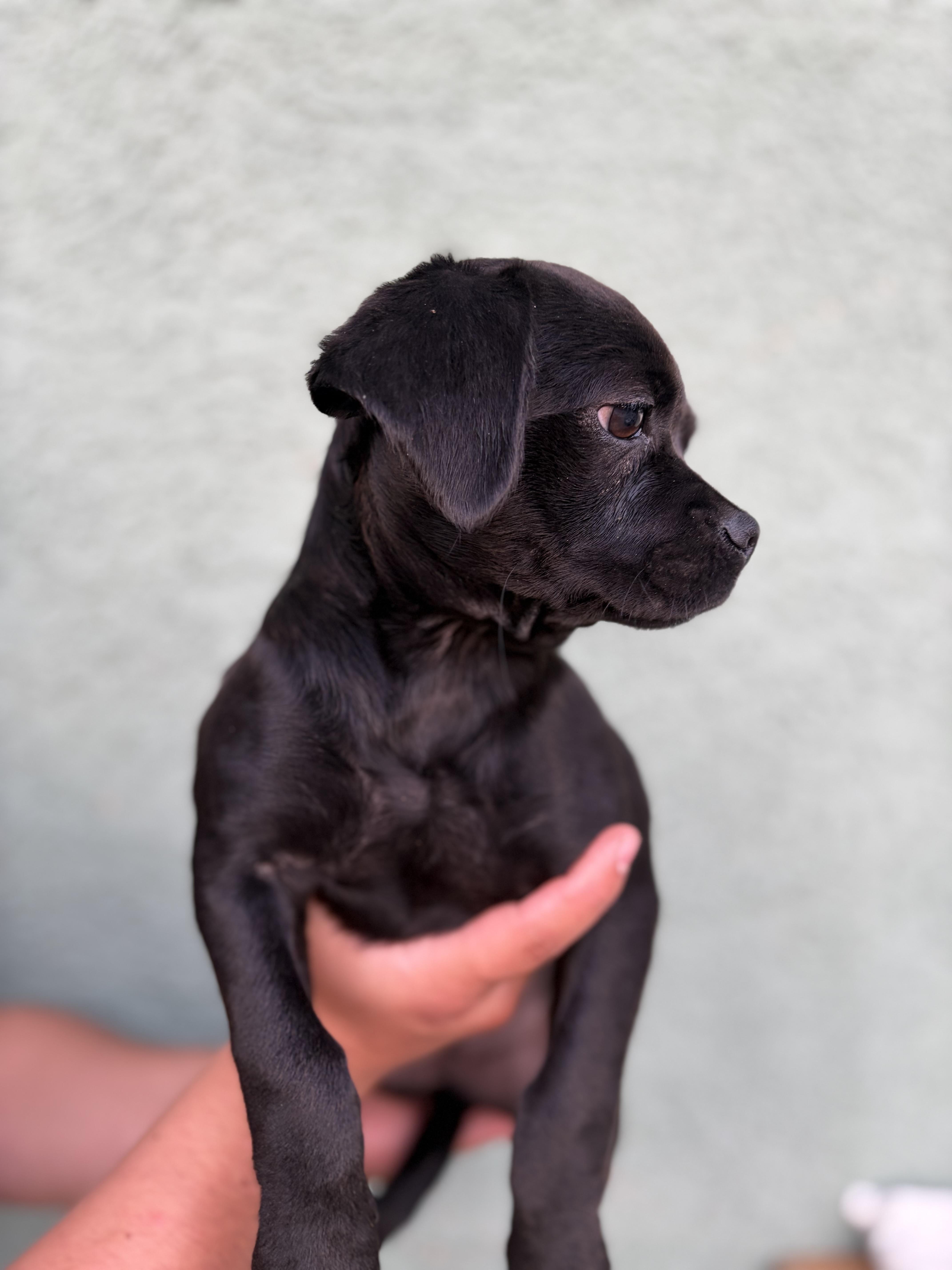 Driscilla, ADOPTABLE, Puppy Female Cavalier King Charles Spaniel & Pug.