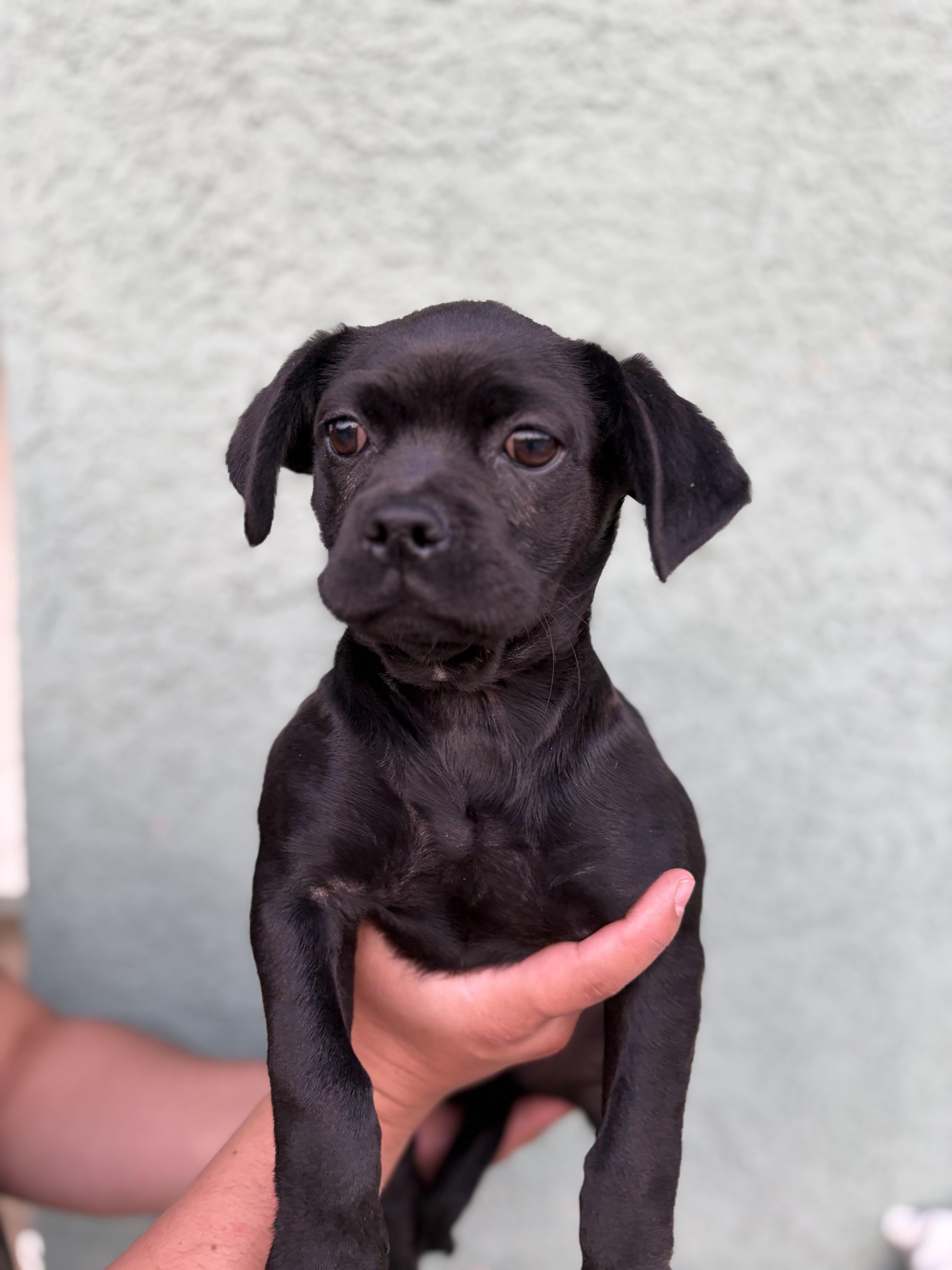 Enlarge Driscilla, a ADOPTABLE mixed breed in Corona, CA image 3/5