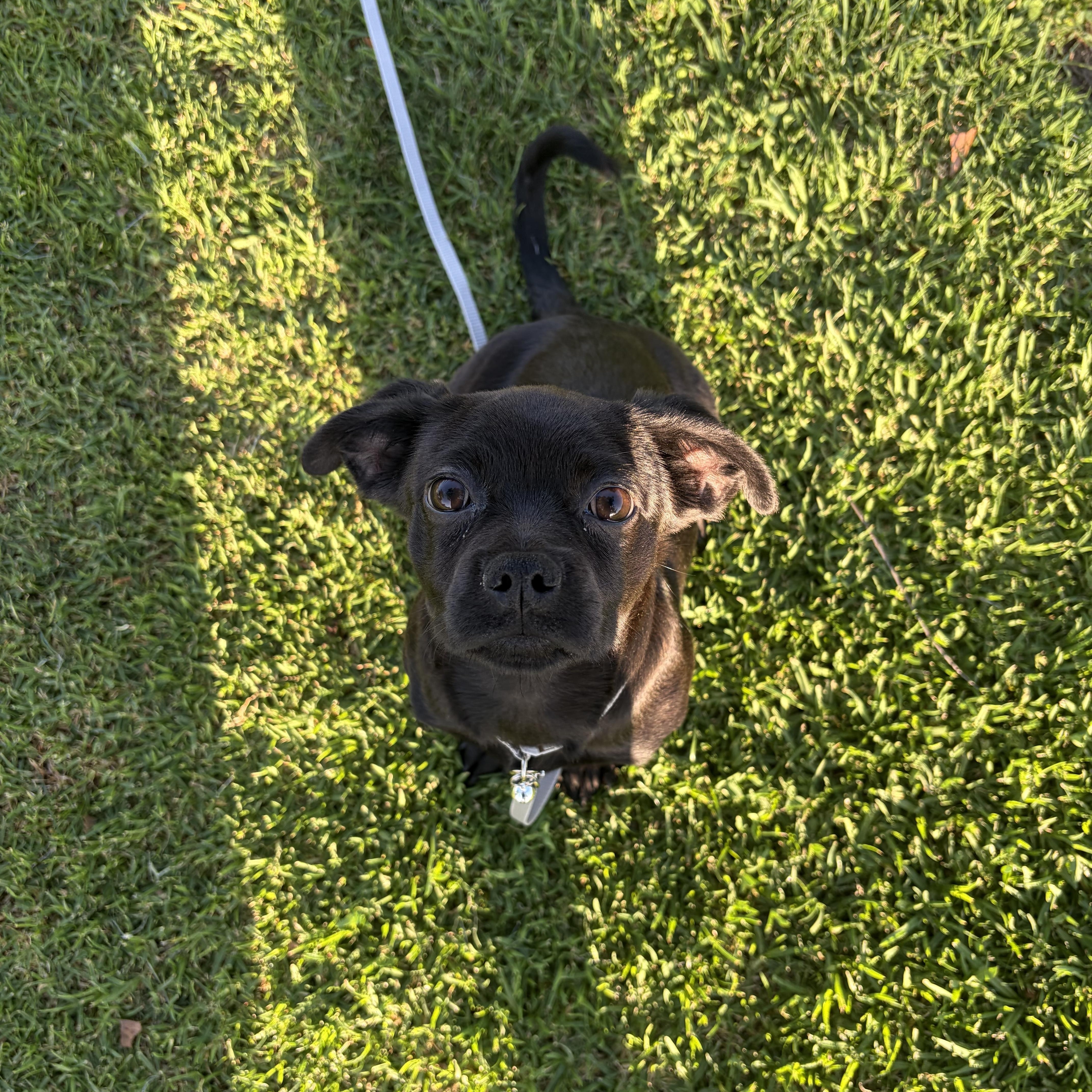 Enlarge Driscilla, a ADOPTABLE mixed breed in Corona, CA image 4/5