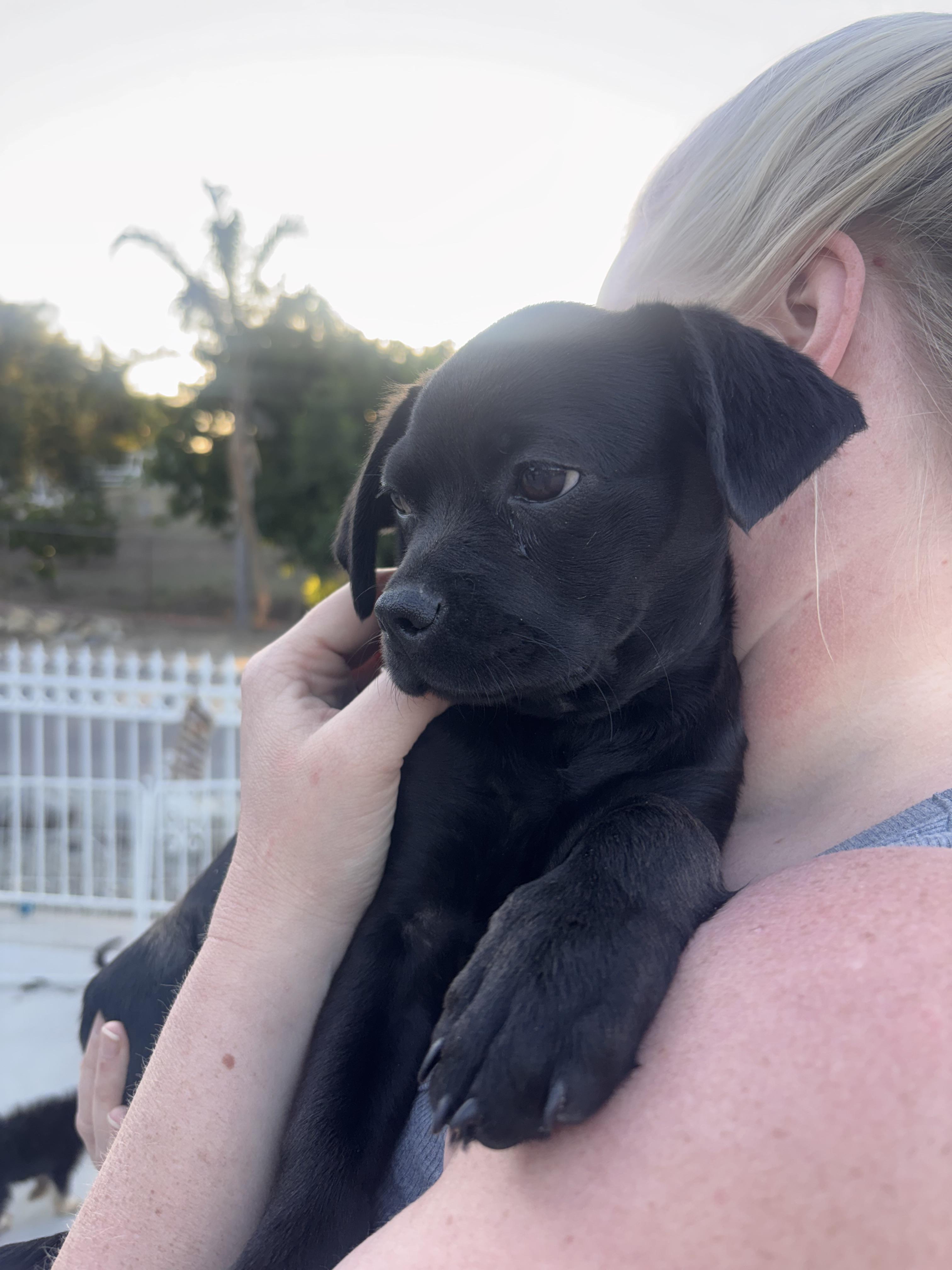 Enlarge Driscilla, a ADOPTABLE mixed breed in Corona, CA image 2/5