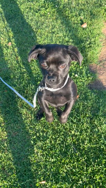 Enlarge Driscilla, a ADOPTABLE mixed breed in Corona, CA video 5/5