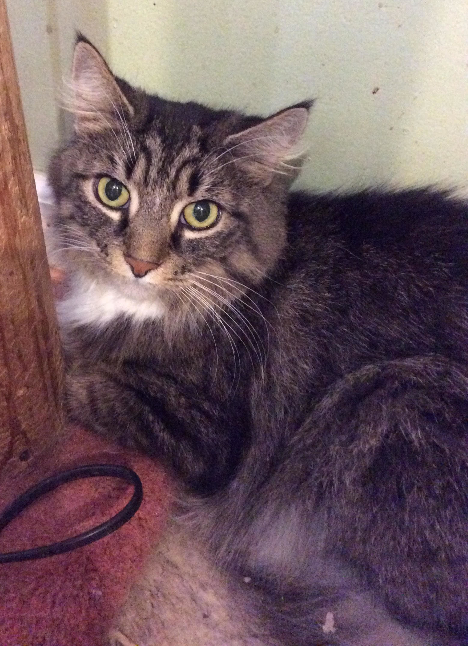Barn Cats, Adoptable, Adult Male Domestic Short Hair.