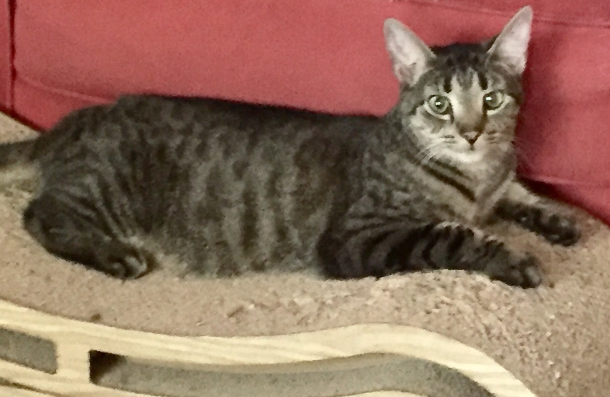 Enlarge Barn Cats, a Adoptable Domestic Short Hair in Glen Lyon, PA image 2/4