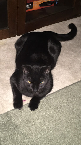 Enlarge Barn Cats, a Adoptable Domestic Short Hair in Glen Lyon, PA image 3/4