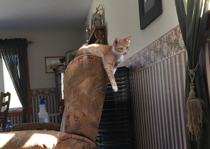 Enlarge Barn Cats, a Adoptable Domestic Short Hair in Glen Lyon, PA image 4/4