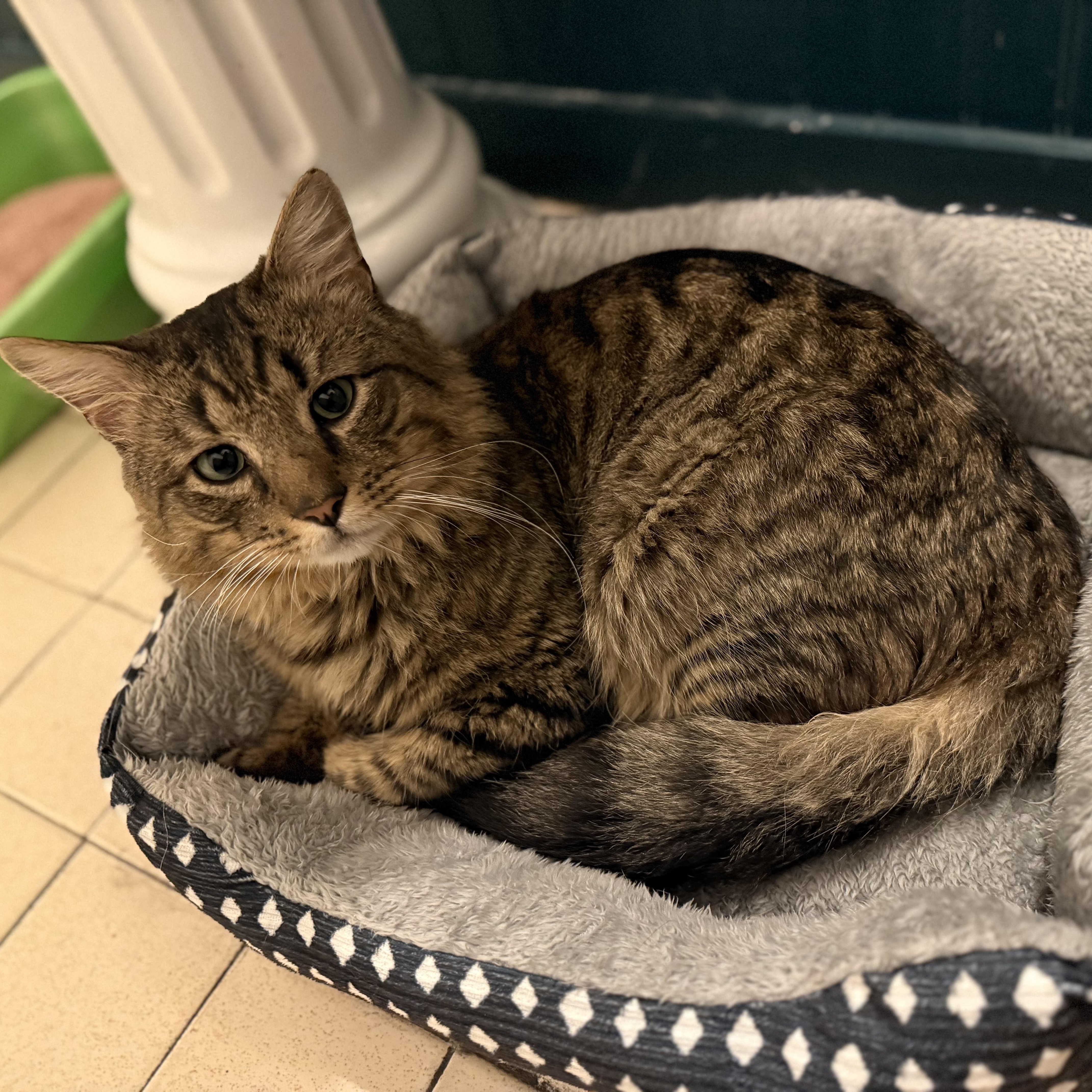 Grayson, a ADOPTABLE Domestic Medium Hair in Gaylordsville, CT image 4/6